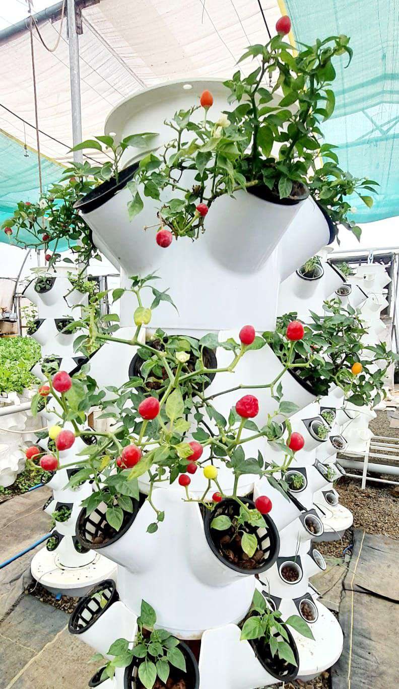 Vegetables & herbs