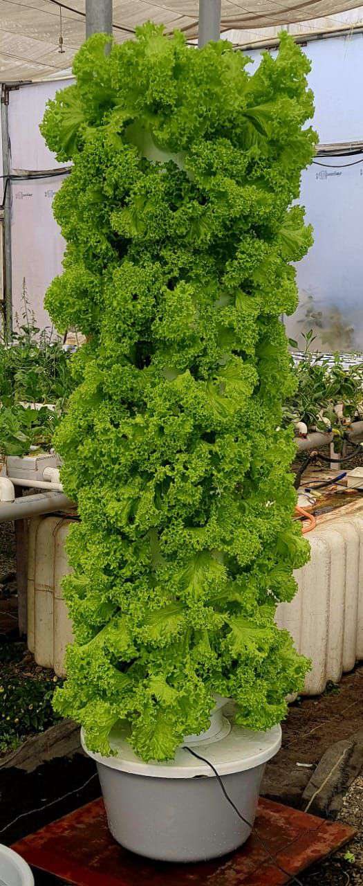 Leafy greens